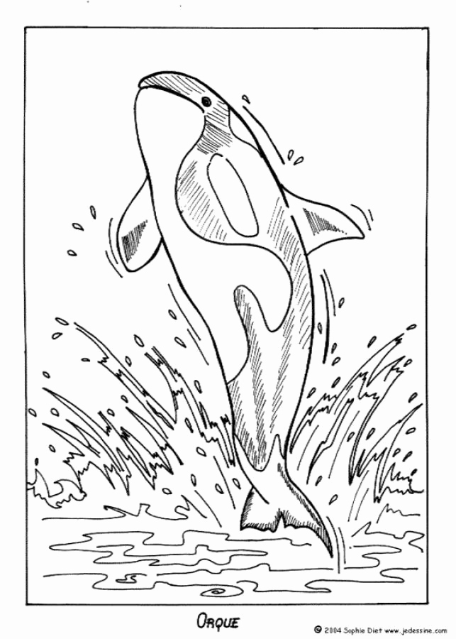 Orca Whale Coloring Page Beautiful Killer Whales Coloring Pages Coloring Home