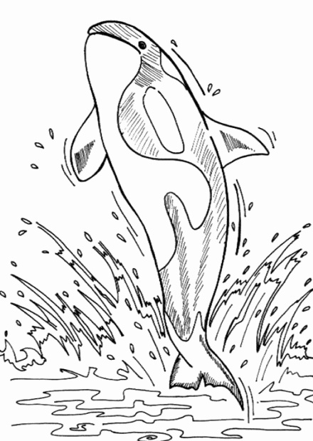 orca whale 02 coloring page