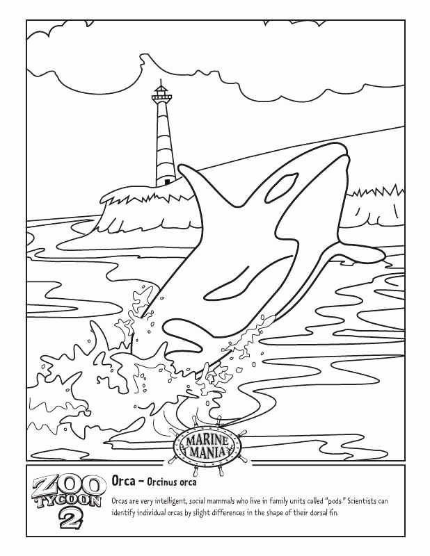 Orca Whale Coloring Page Fresh 32 orca Whale Coloring Page In 2020 with Images