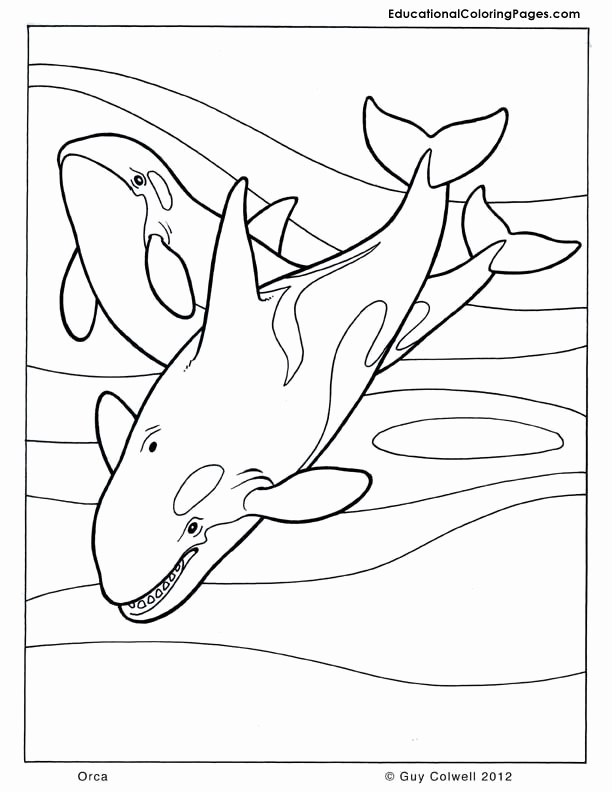 Orca Whale Coloring Page Lovely orca Whale Coloring Pages