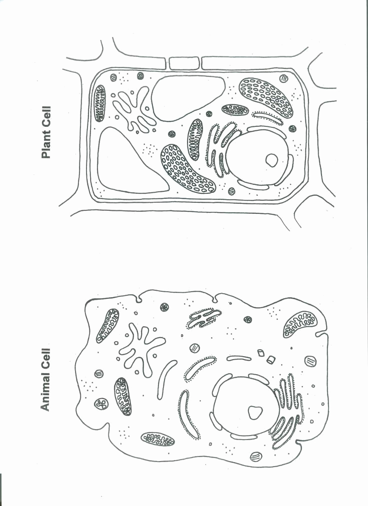 Animal Cell Coloring Page Elegant Plant Cell &amp; Animal Cell Coloring Page